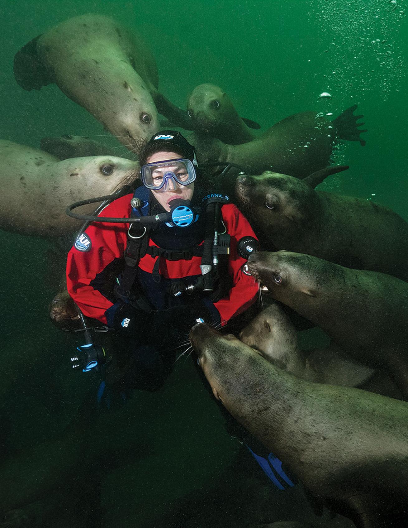 Diver with Seals Underwater in British Columbia