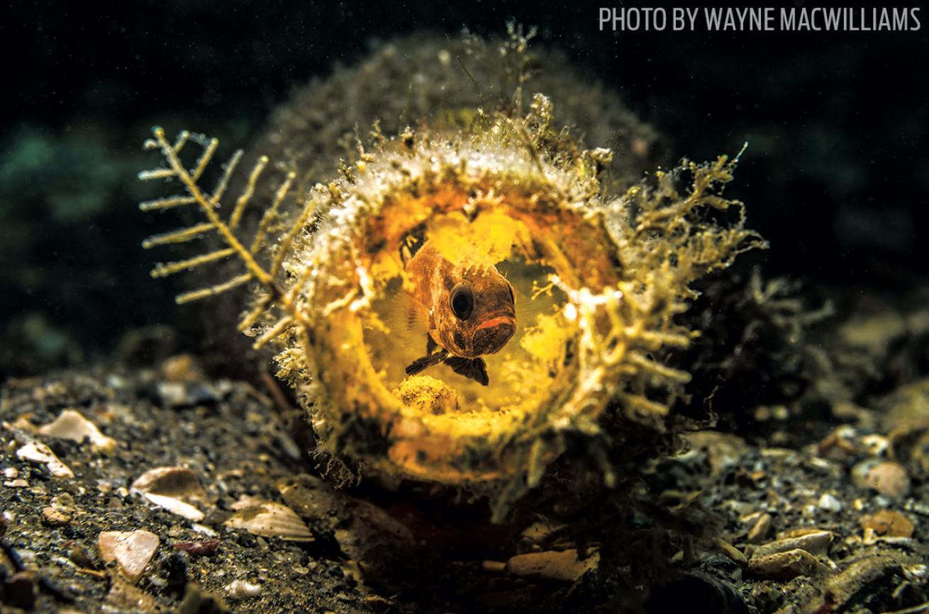 Fish in Bottle: Underwater Photo Contest