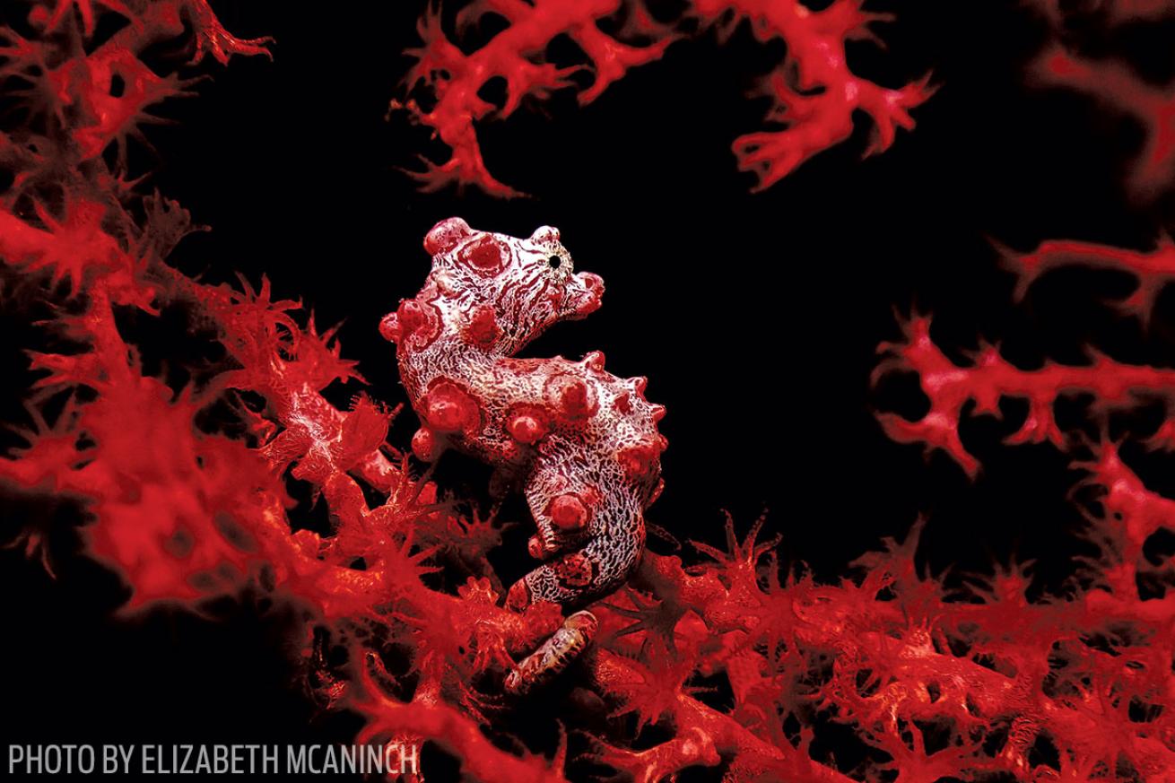Pygmy Seahorse: Second Place Photo Contest Winner
