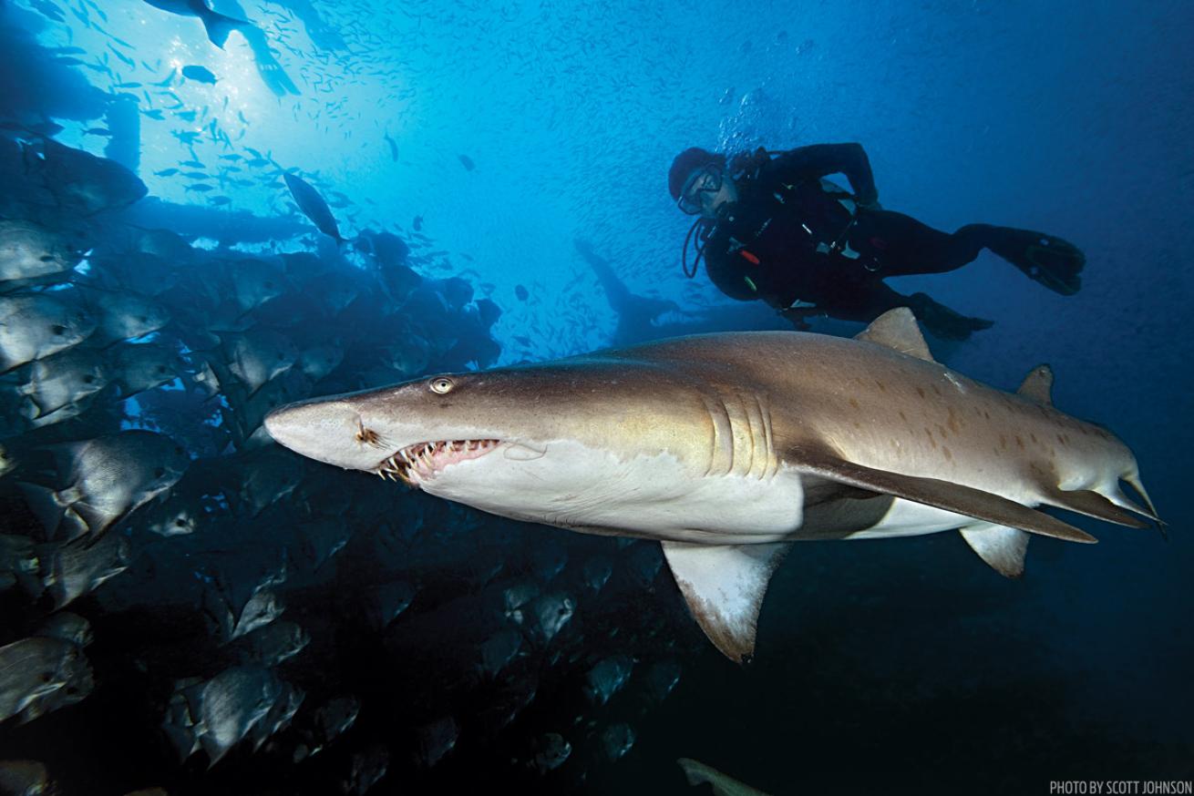 Sand Tiger Shark on Atlas Shipwreck in North Carolina