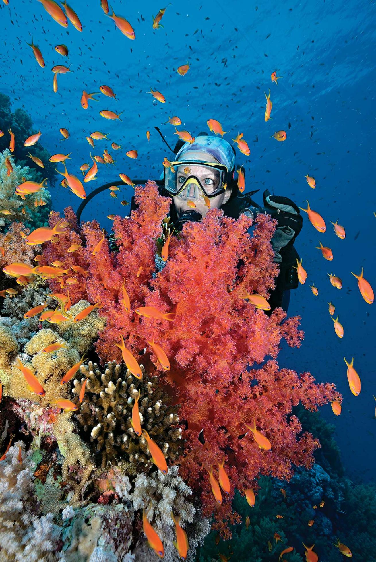 Diver with Orange Anthias and Coral Red Sea