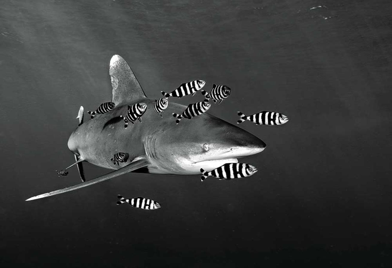Oceanic Whitetip Reef Shark in the Red Sea