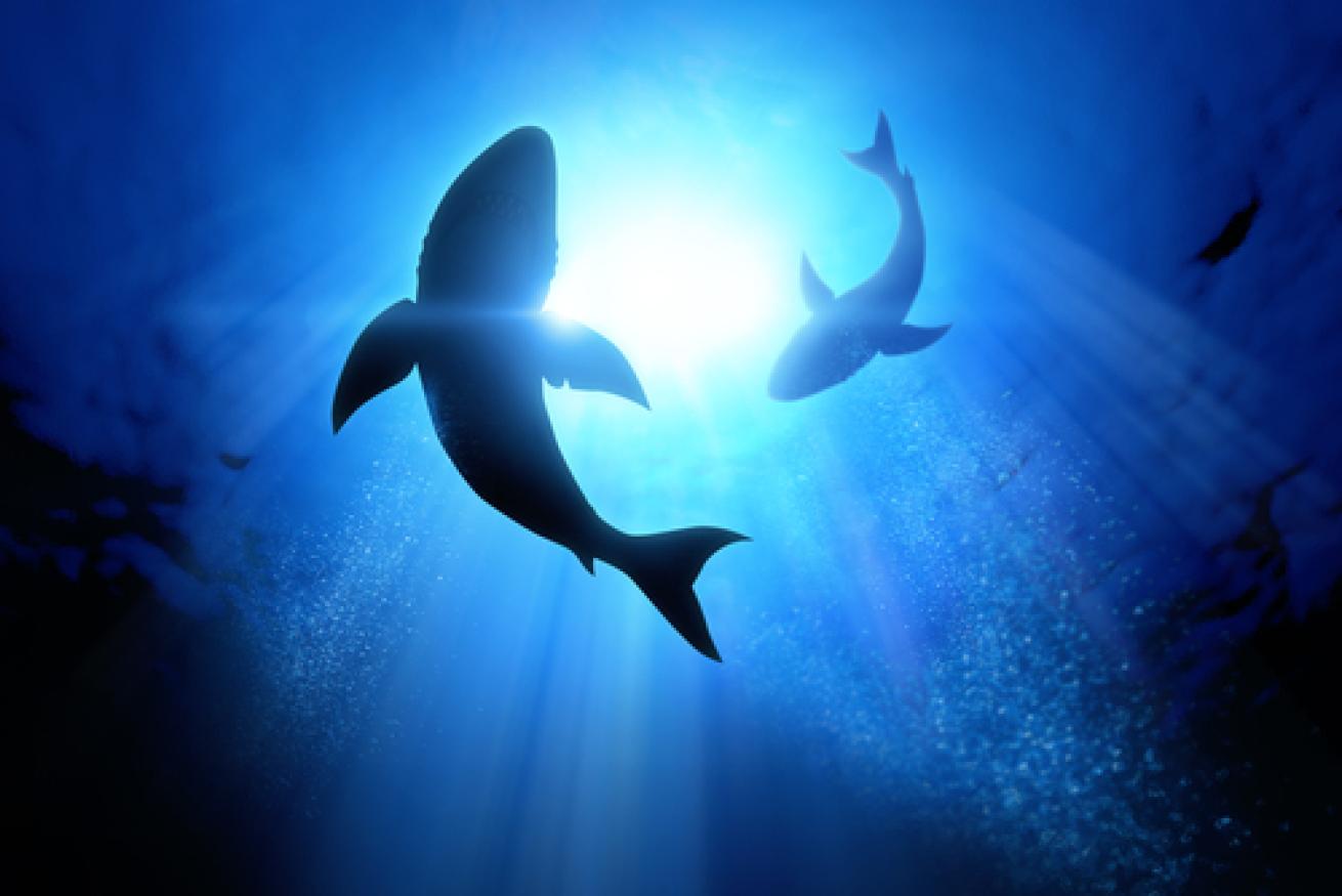 2 sharks swimming 