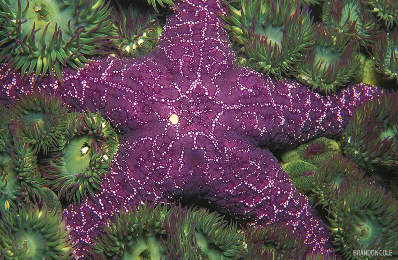 Underwater Photo of Purple Starfish in British Columbia