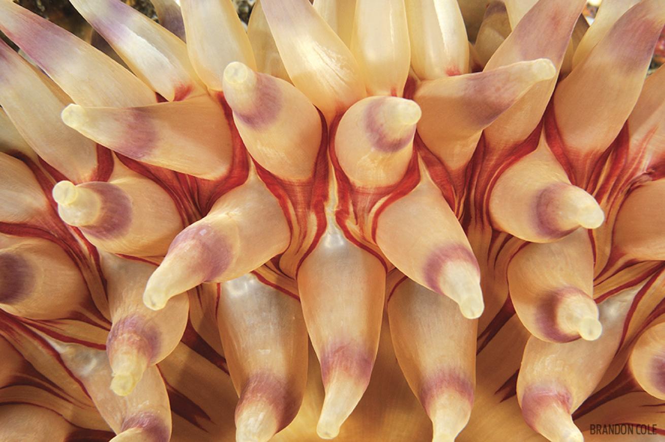 Underwater Photo of a Painted Anemone