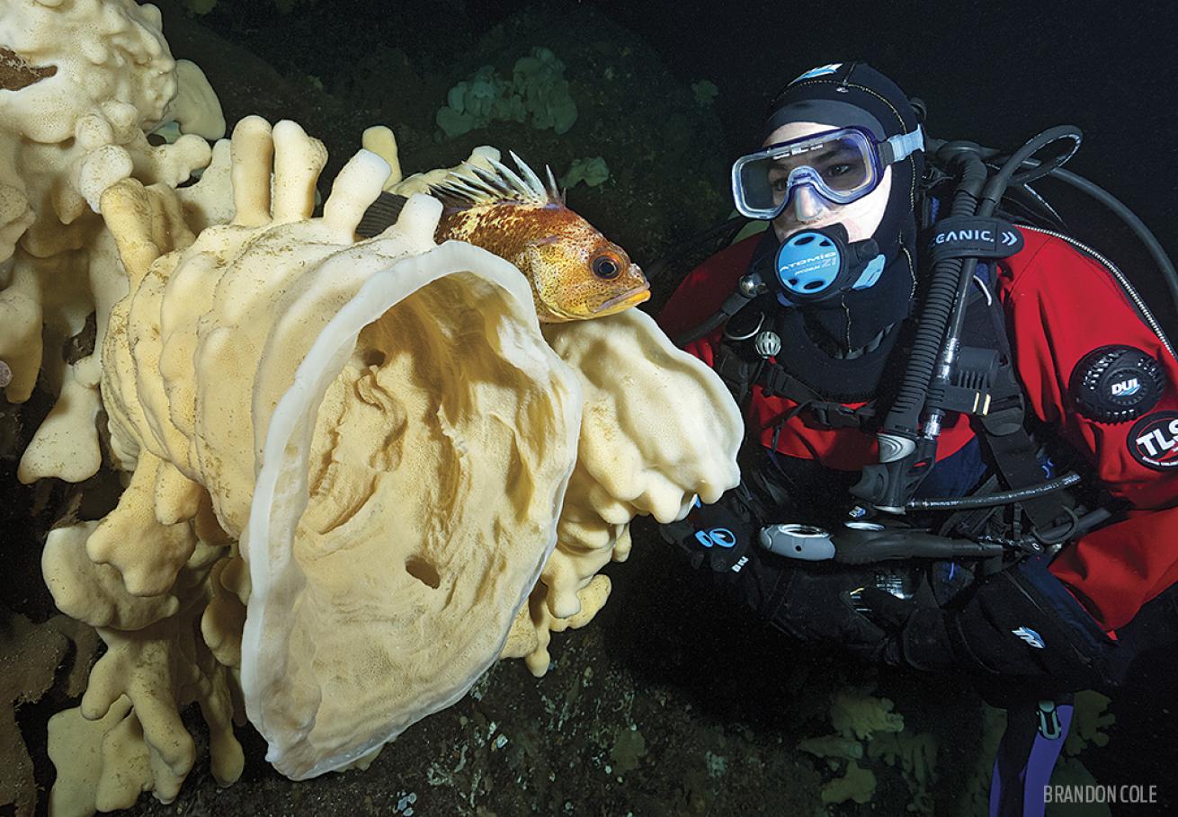 Diver with cloud sponge underwater in British Columbia