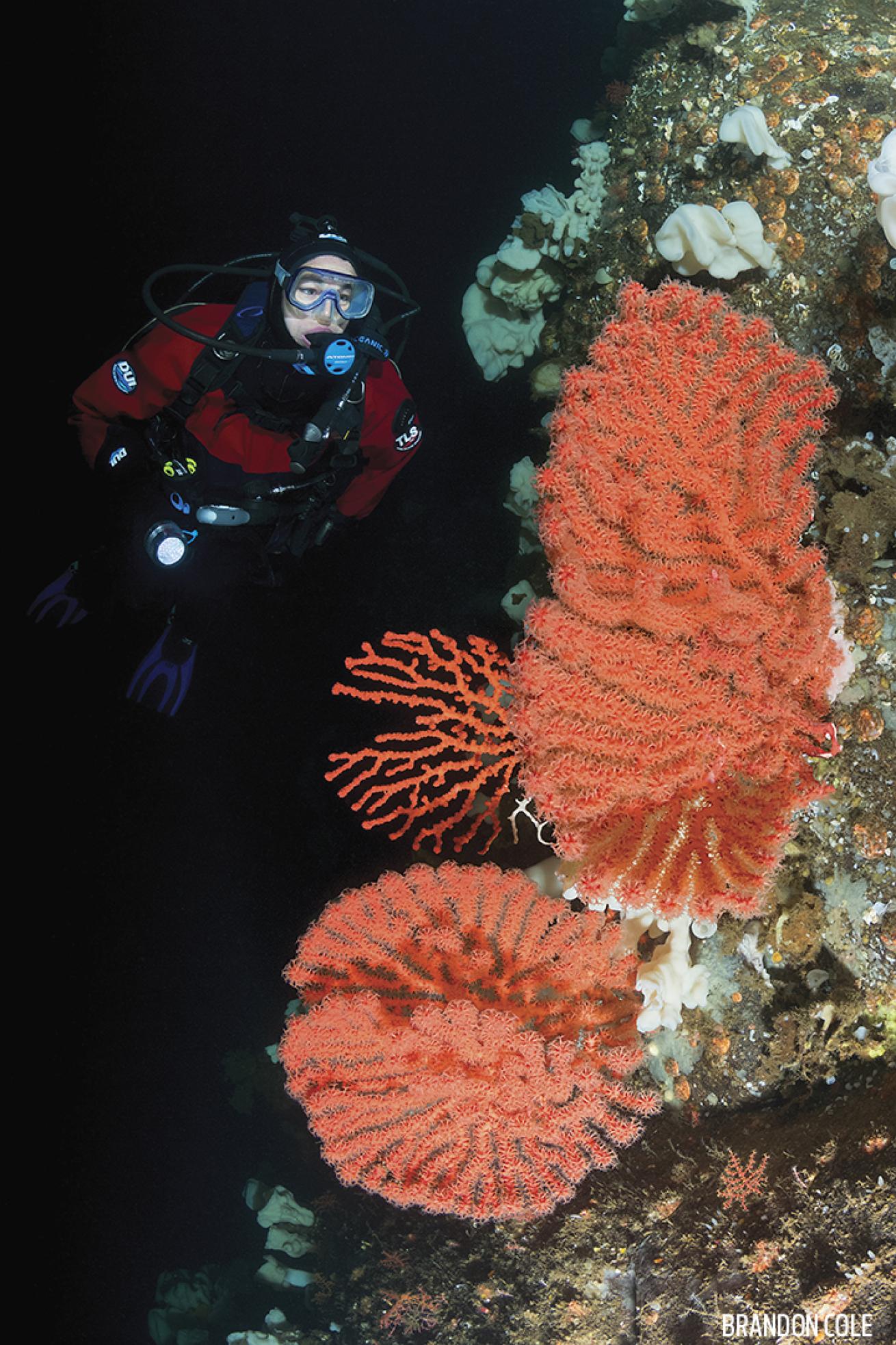 Diver with Coral Wall Underwater Fjord Diving in British Columbia