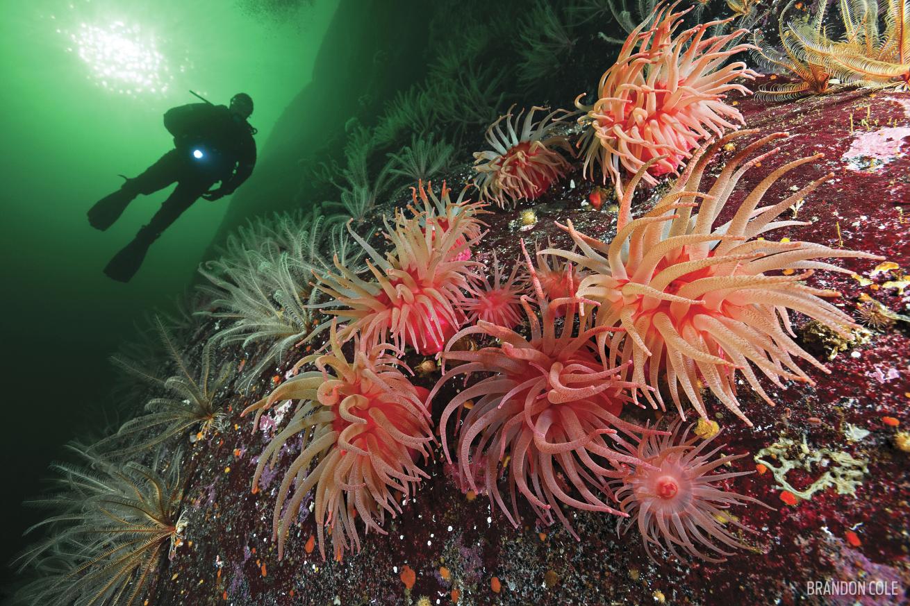 Diver with sea anemones in British Columbia