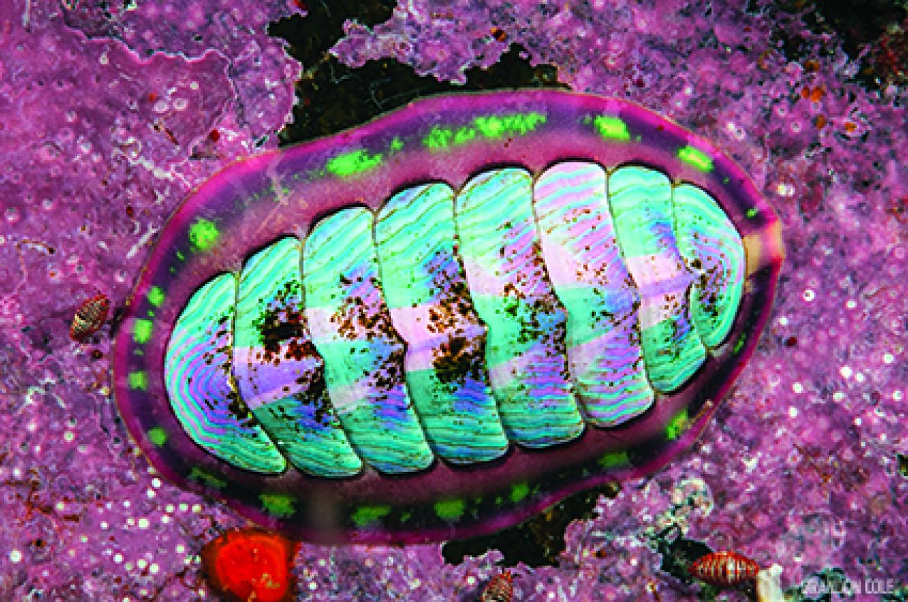 Colorful Blue-line Chiton underwater