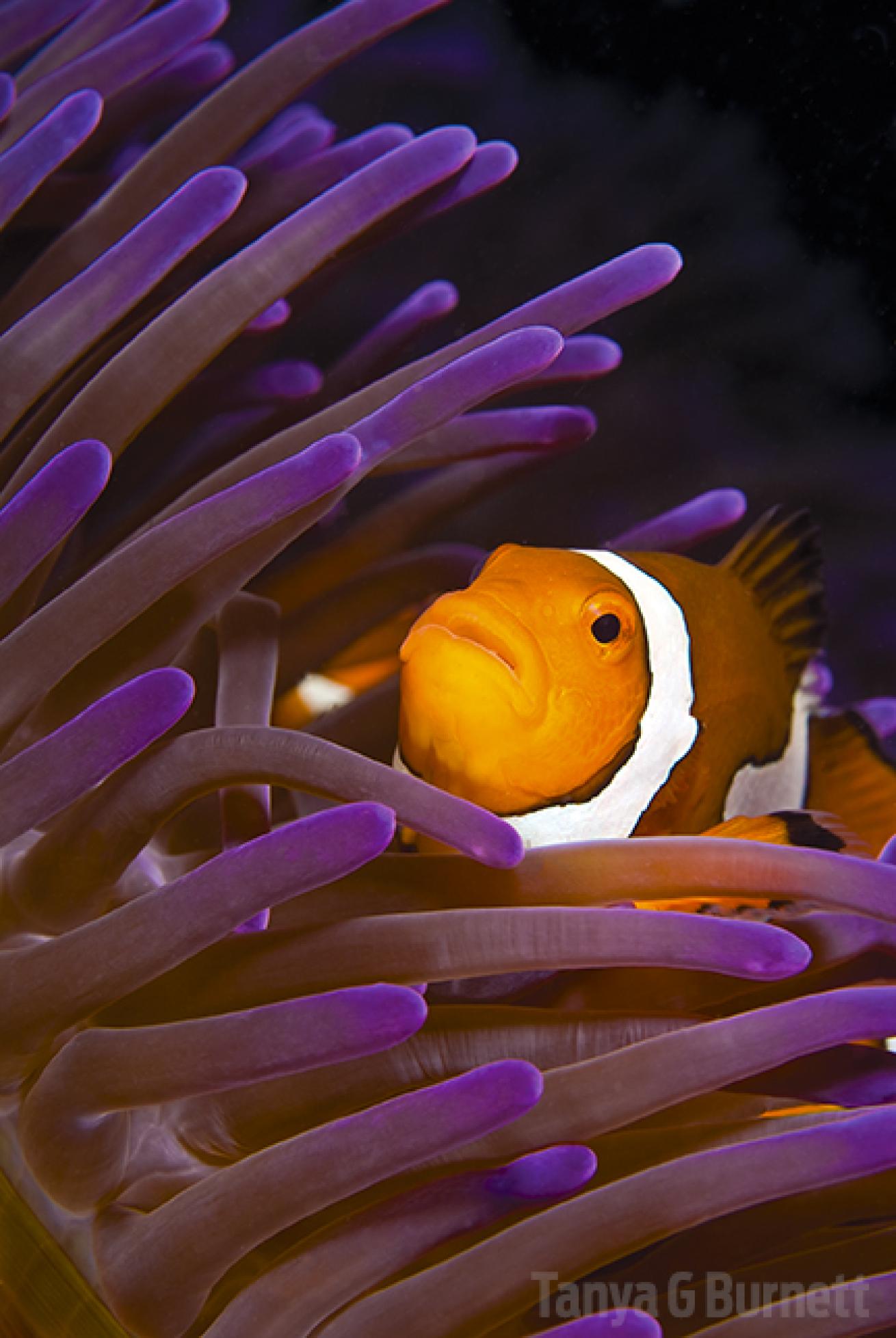 Clownfish in anemone in PNG