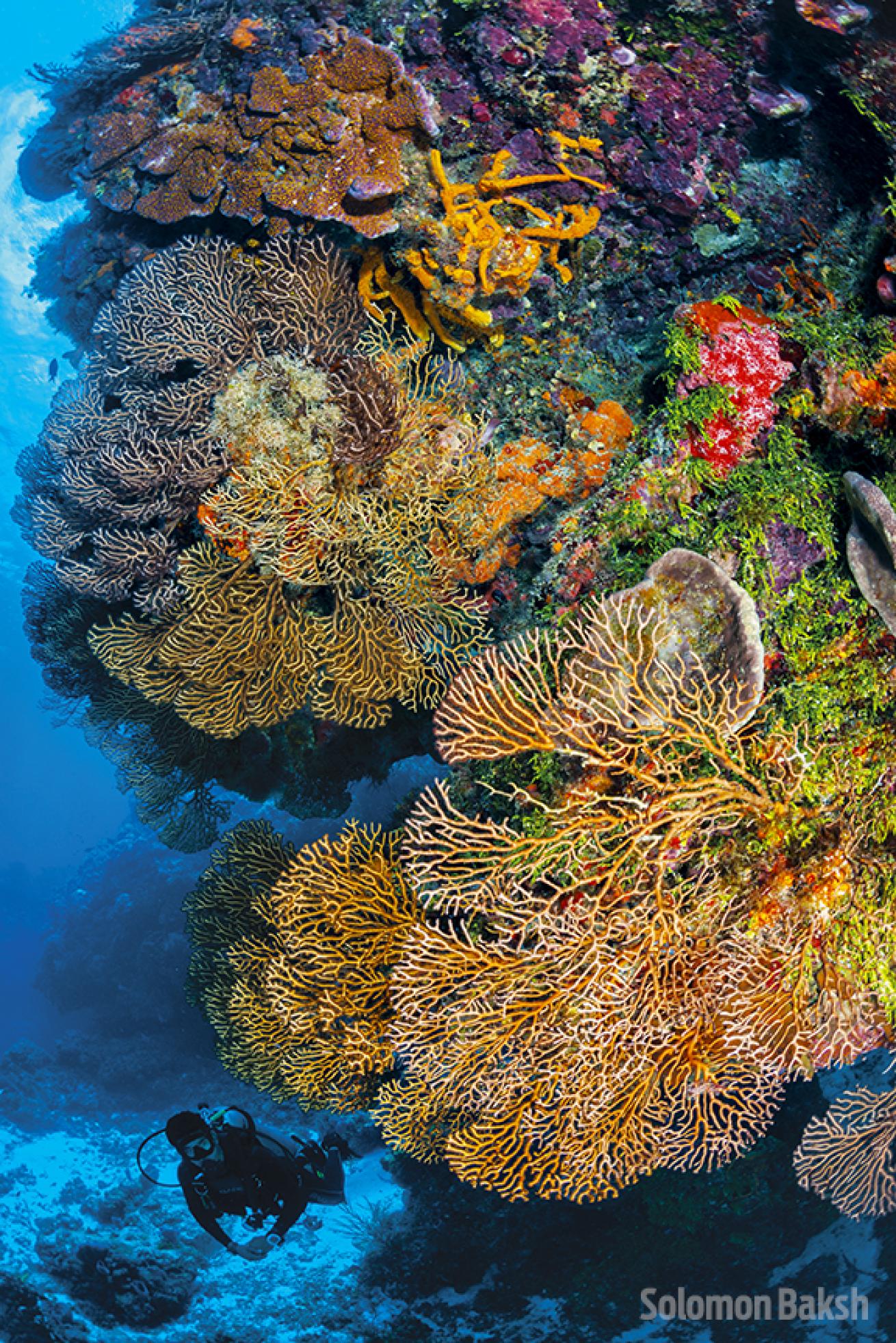 Diver and Gorgonian Coral Underwater In Cozumel