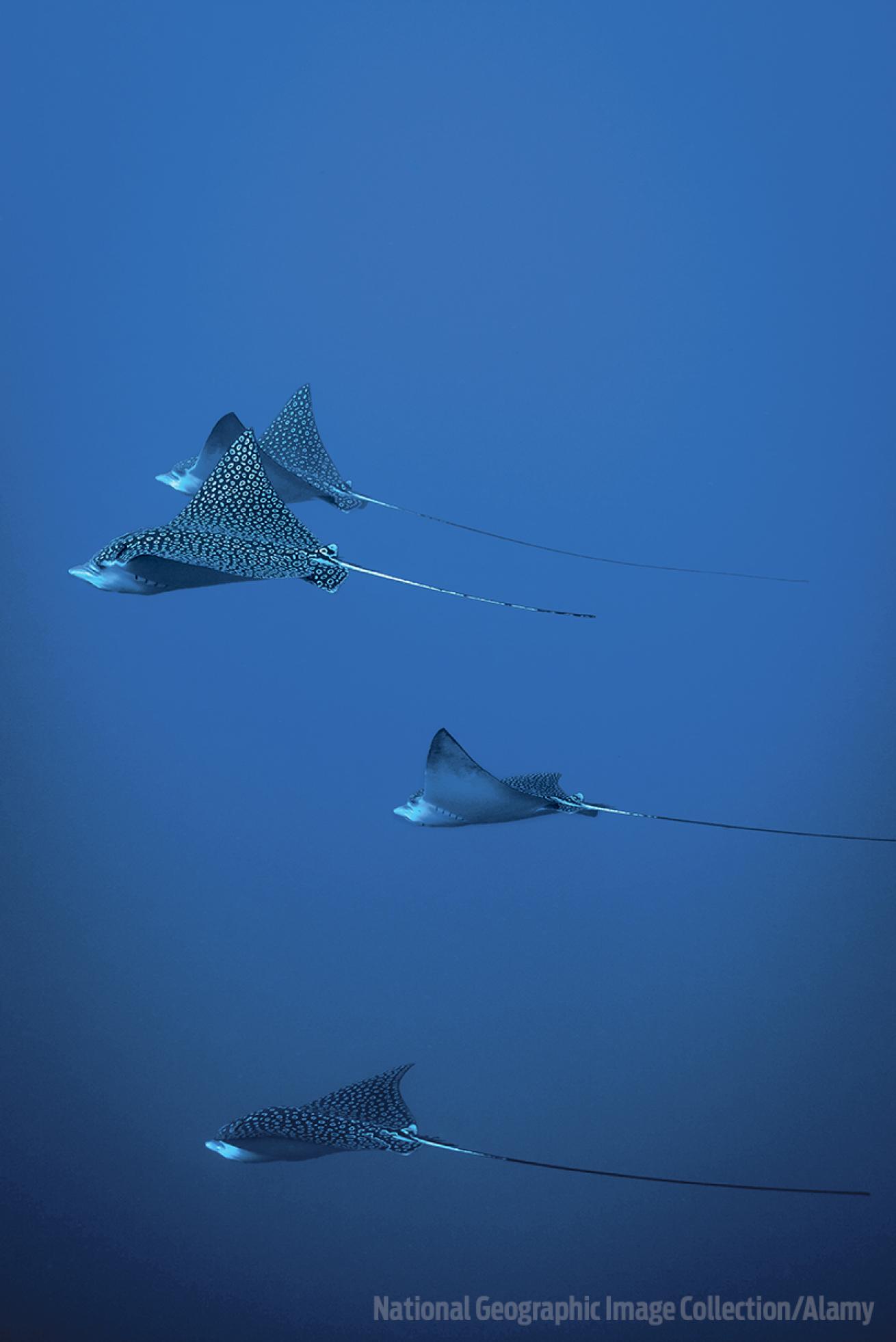 Spotted Eagle Rays Underwater In Cozumel
