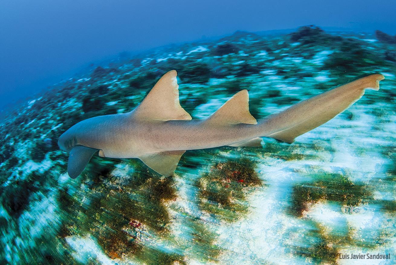 Nurse Sharks Underwater In Cozumel