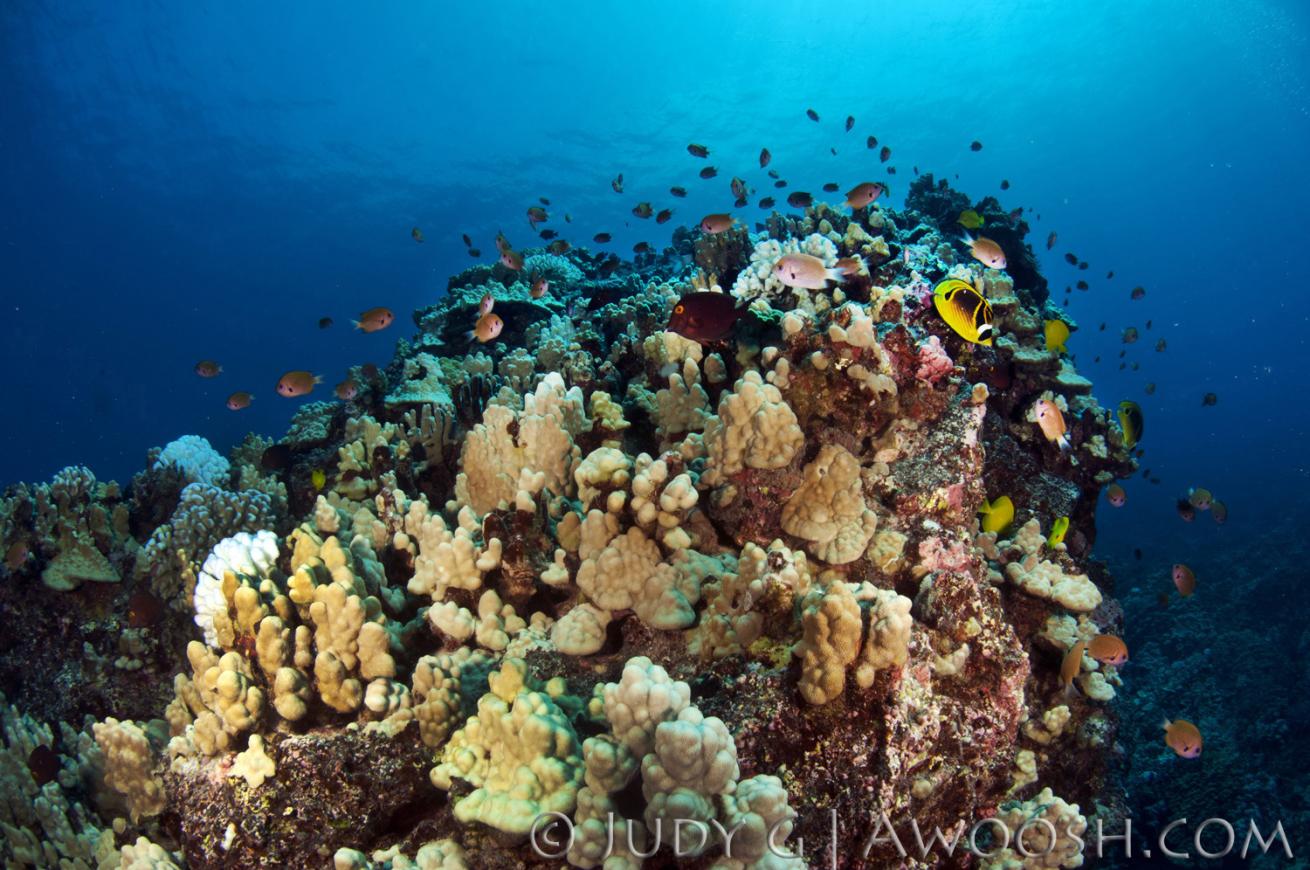 Scenic Hawaiin Coral Reef