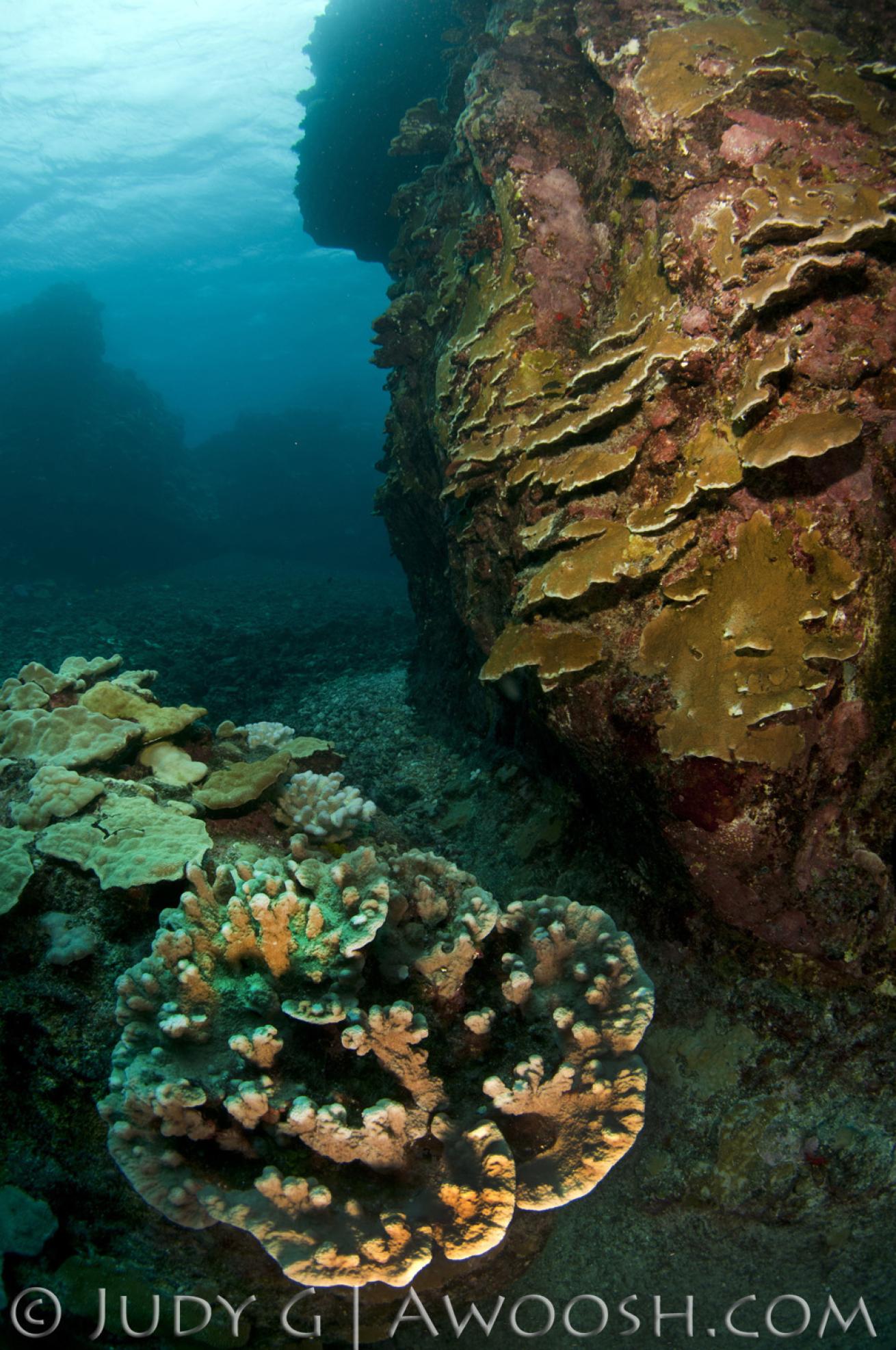 Scenic dive site in Hawaii
