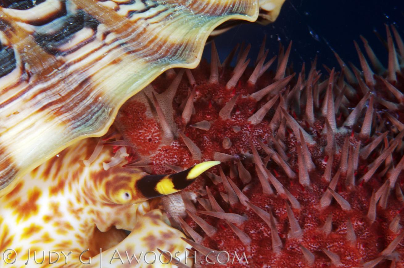 Triton Trumpet attacks crown of thorns sea star in Hawaii