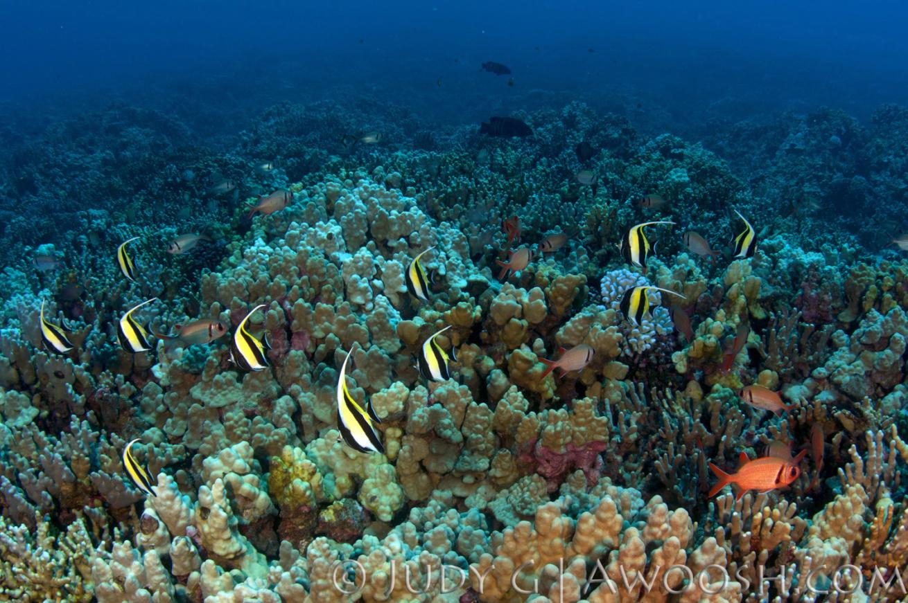 Moorish Idols in Hawaii