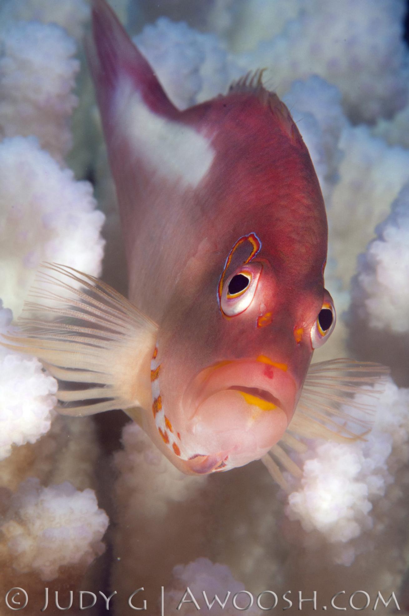 Arc Eye Hawkfish in Hawaii