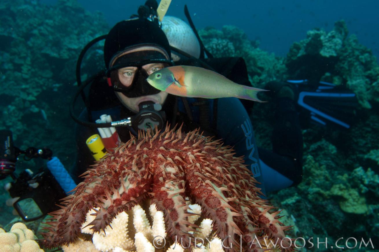 Colorful wrasse and divers in Hawaii