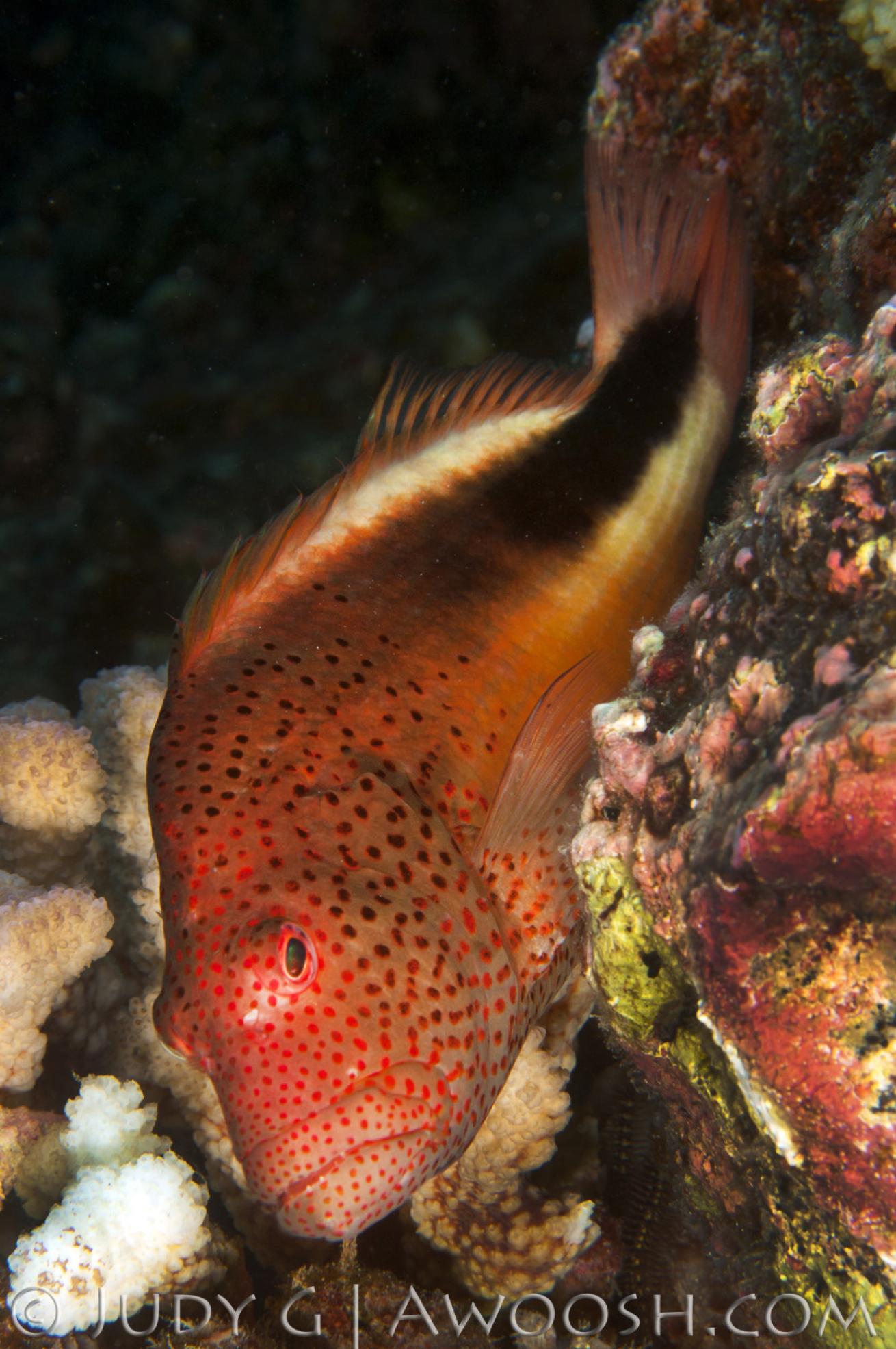 Blackside Hawkfish in Hawaii