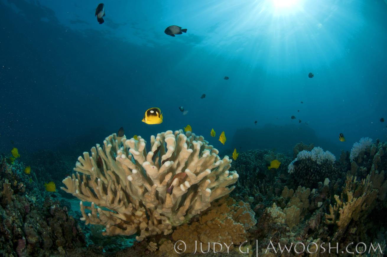 Underwater photo of antler coral in Hawaii