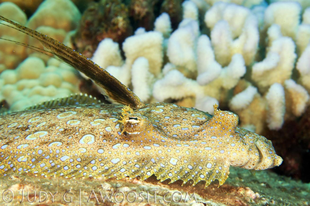 Peacock flounder underwater photo in Hawaii