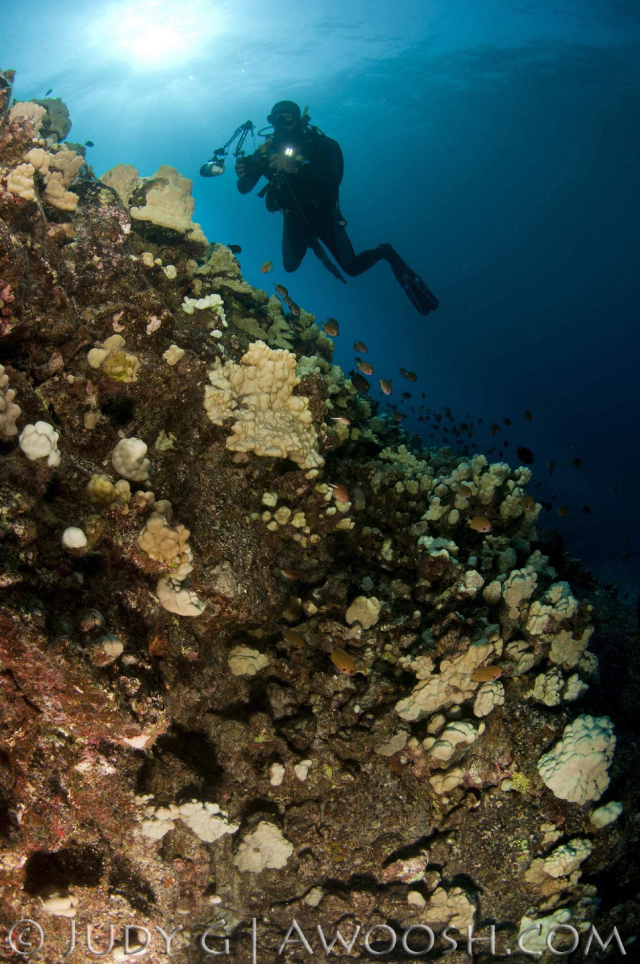 Scenic underwater coral reef in Hawaii