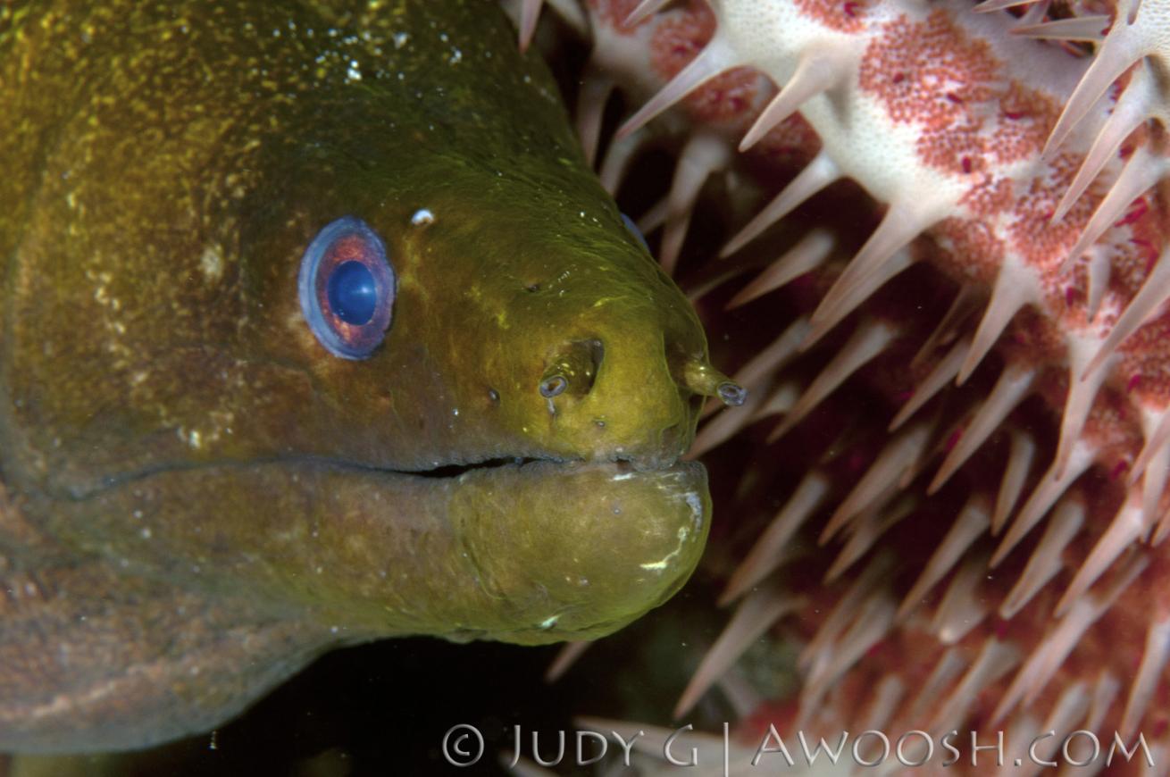 Giant Moray Eel and Crown of Thorns Sea Star in Hawaii