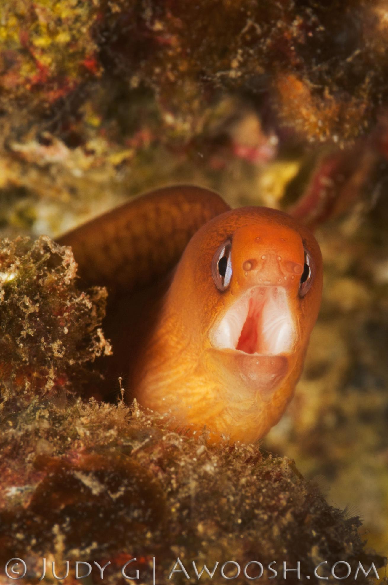 Dwarf Moray Eel