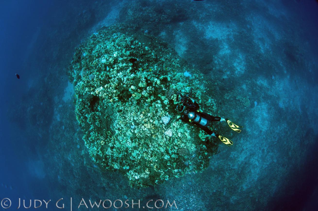 Diver over Turtle Pinnacle.