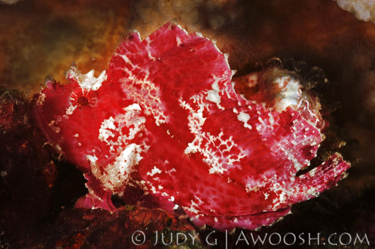 Leaf Scorpionfish