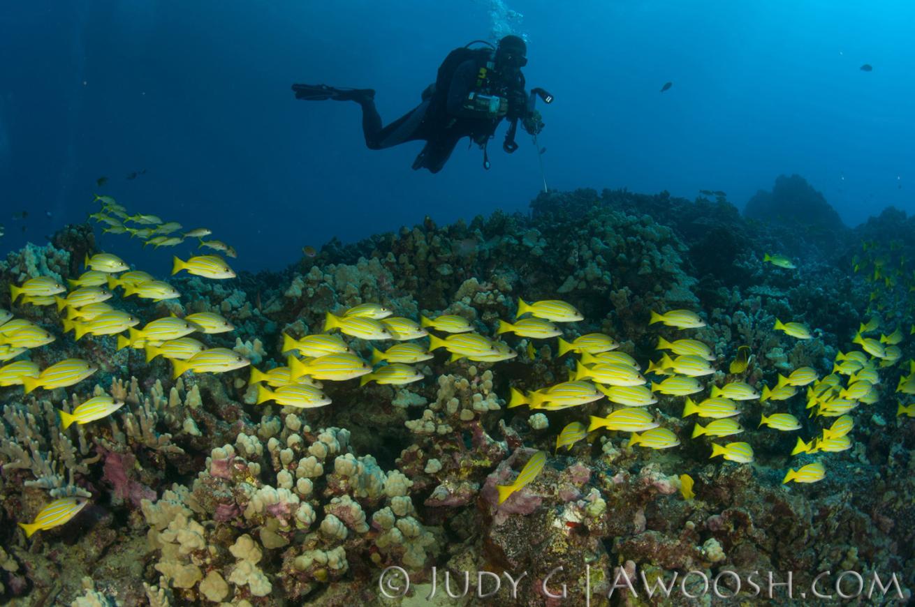 hawaii island diving