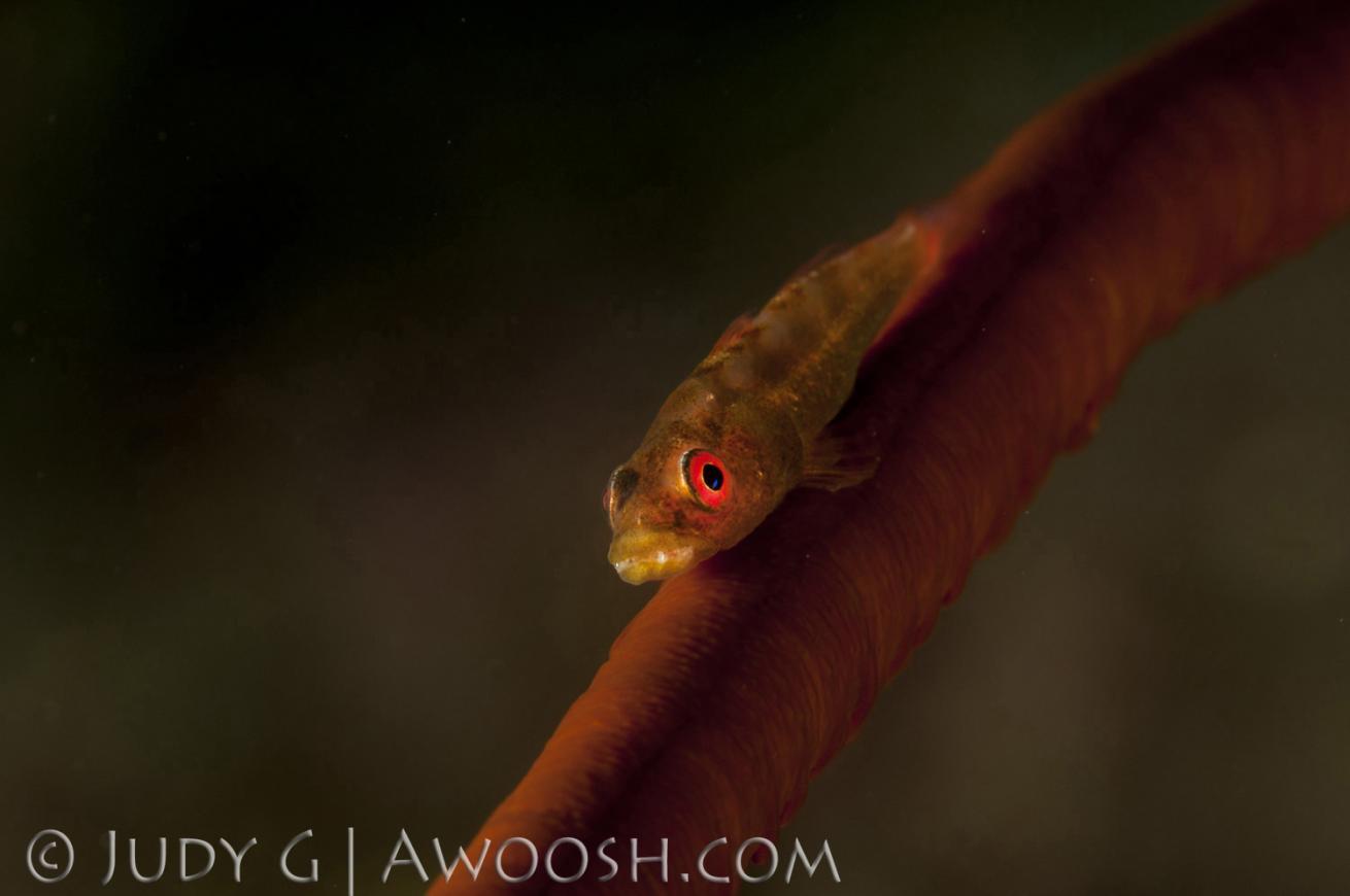 Wire Coral Goby