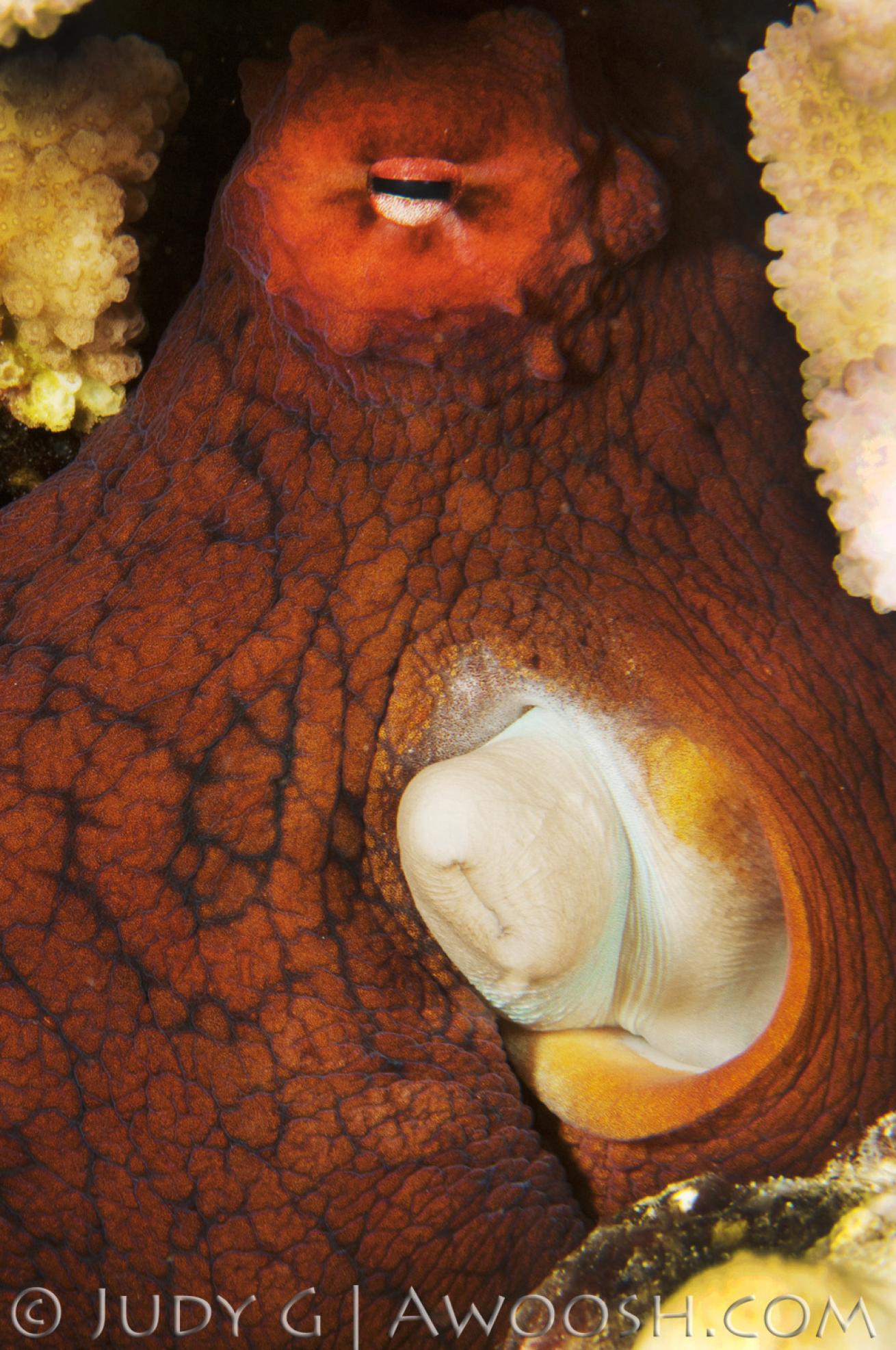 A reef octopus in Hawaii