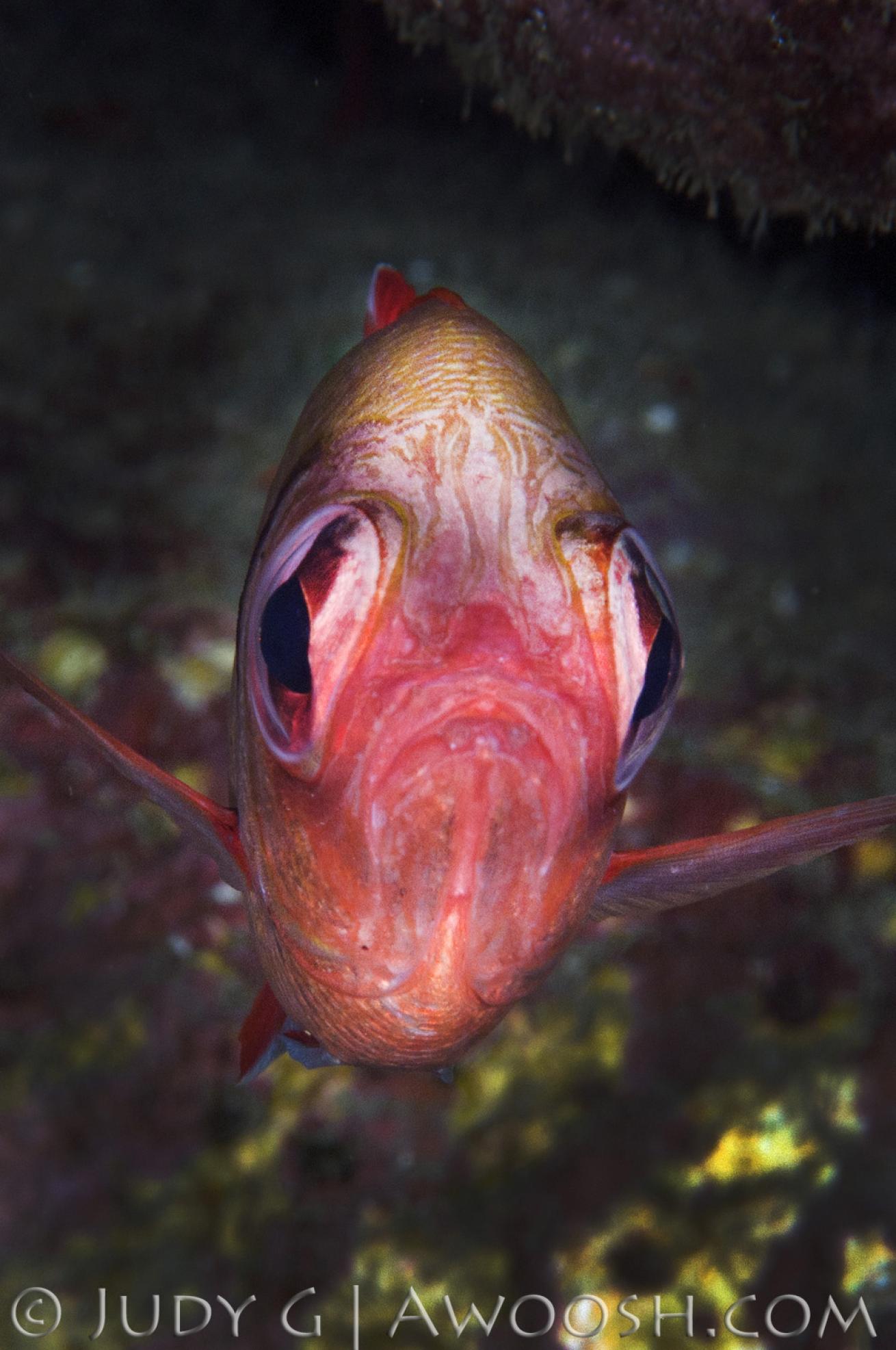 Underwater photo of a squirrelfish in Hawaii