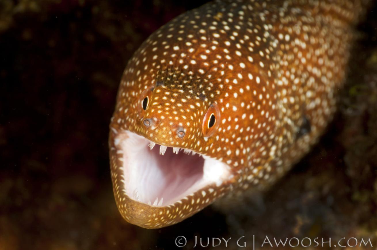 Whitemouth Moray eel in Hawaii