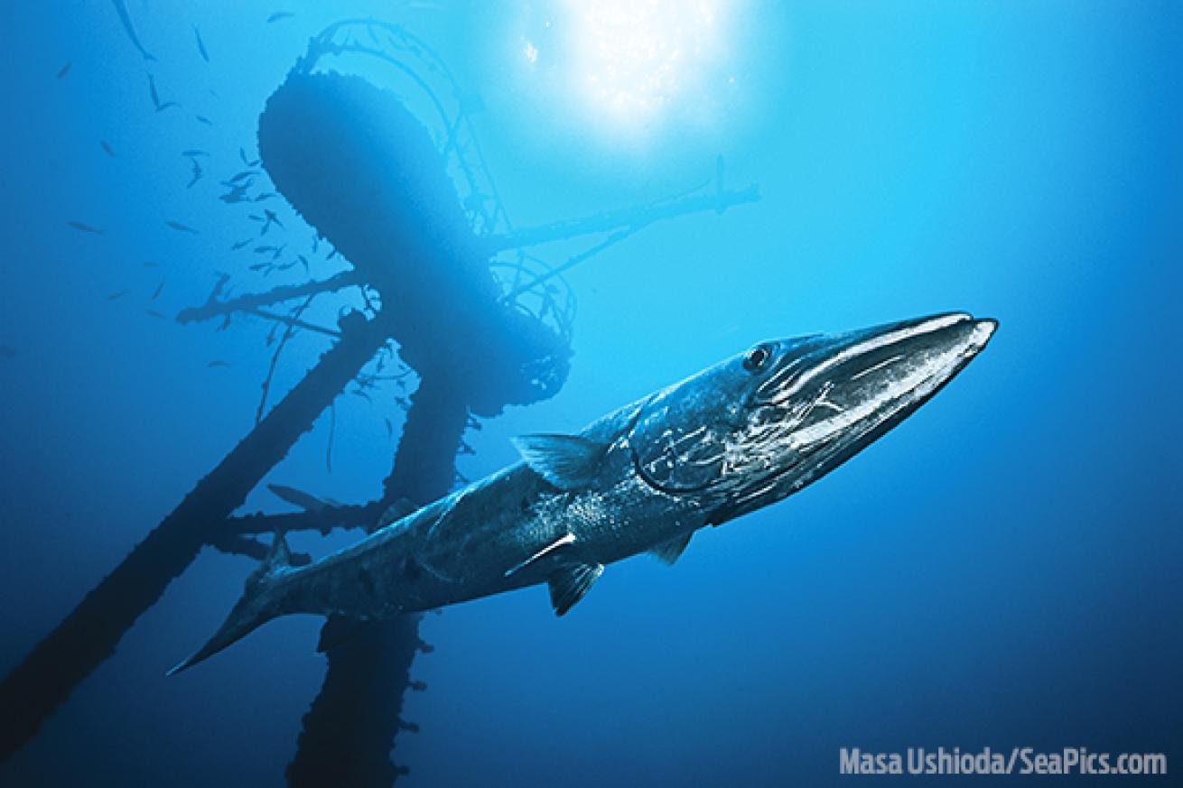 Great barracuda underwater in the Florida keys