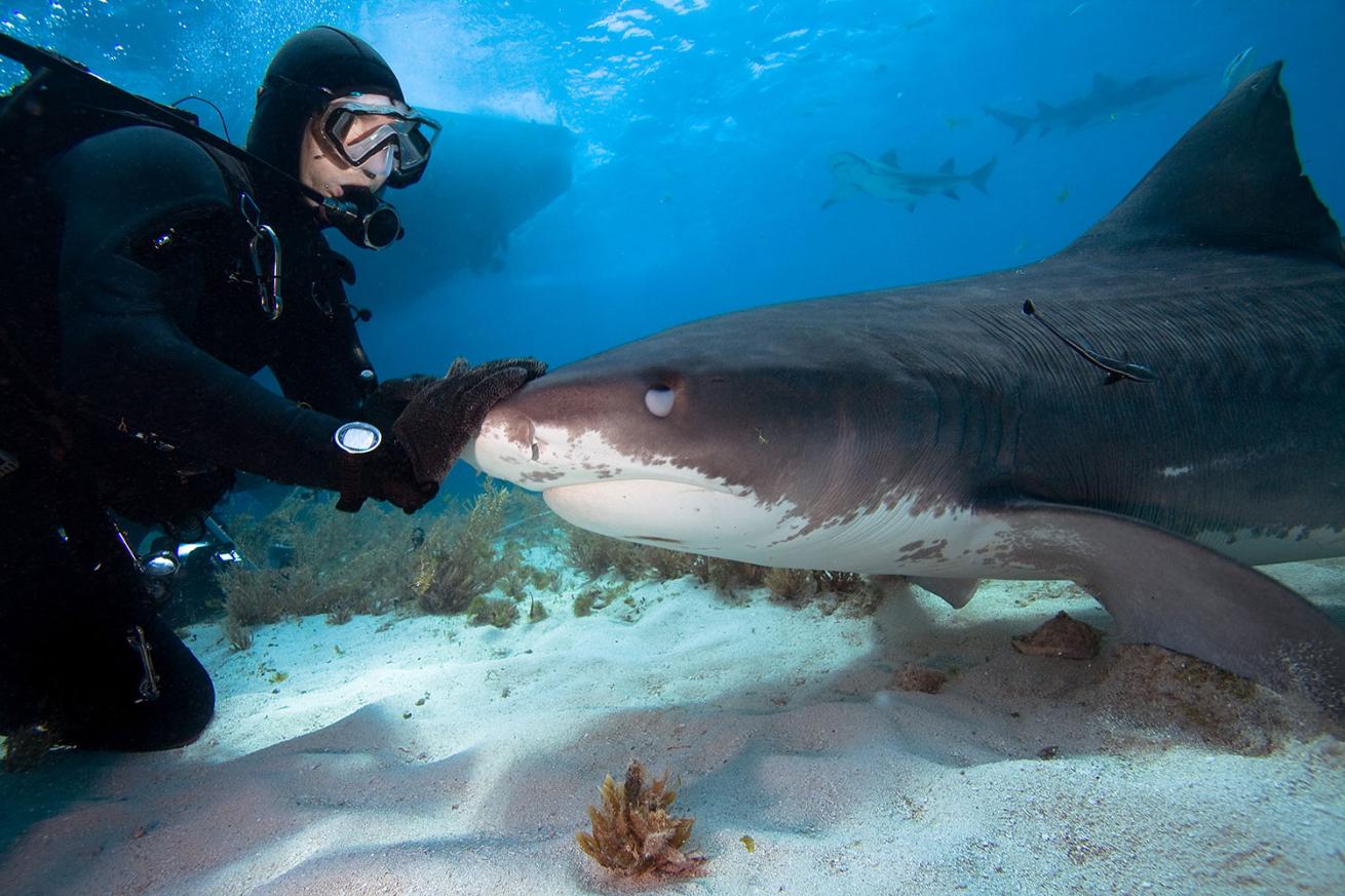 Diver touching shark underwater