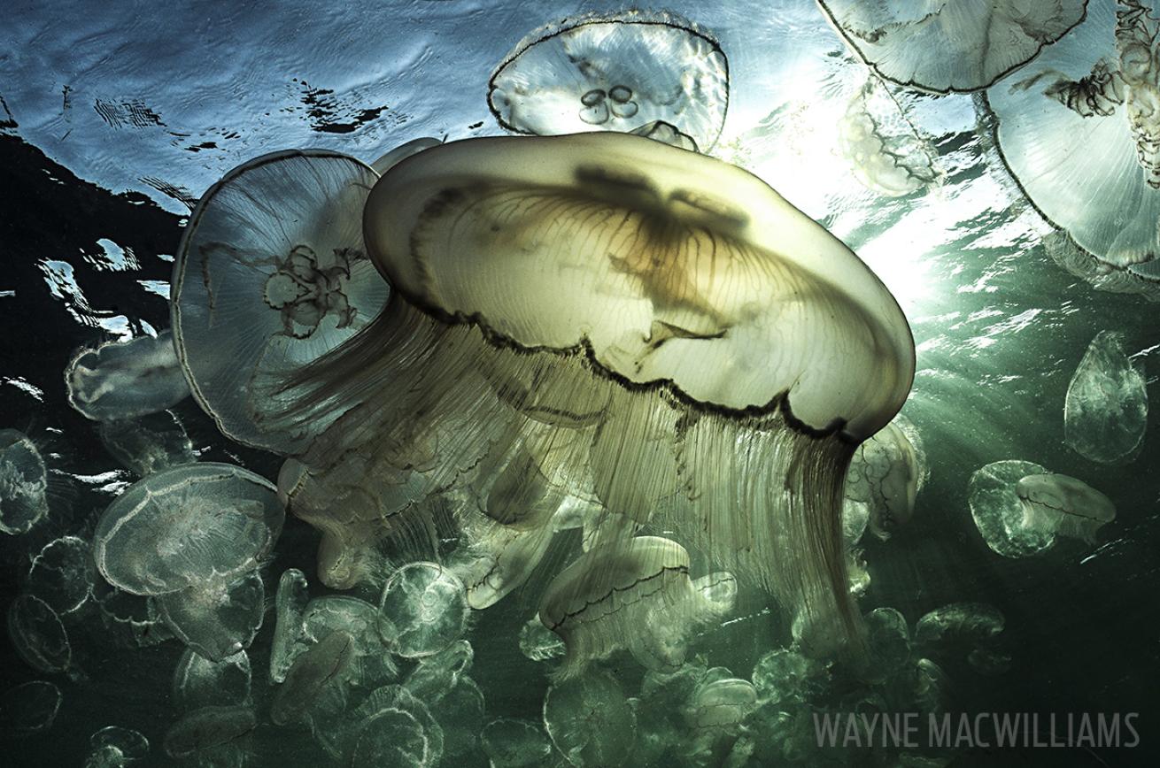 No Sting Moon Jellyfish Underwater in Florida