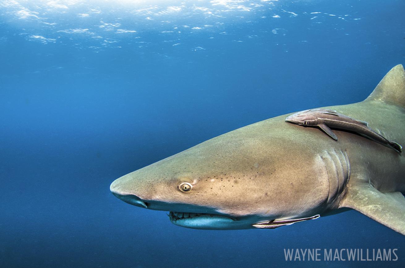 Lemon Shark Underwater in Palm Beach County Florida