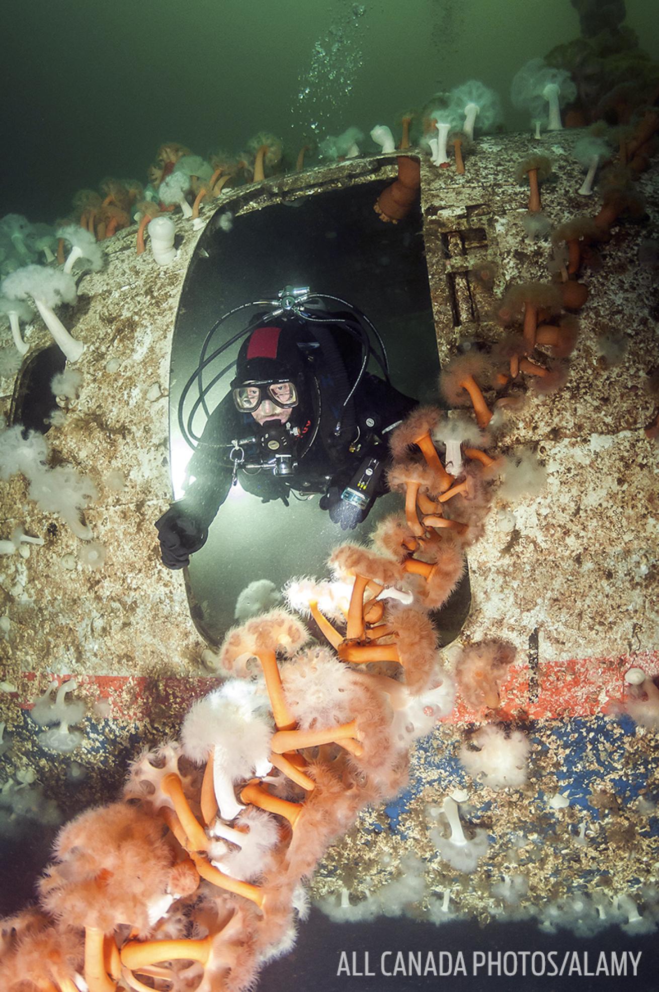 Underwater Photo Diver in Air Canada Wreck British Columbia