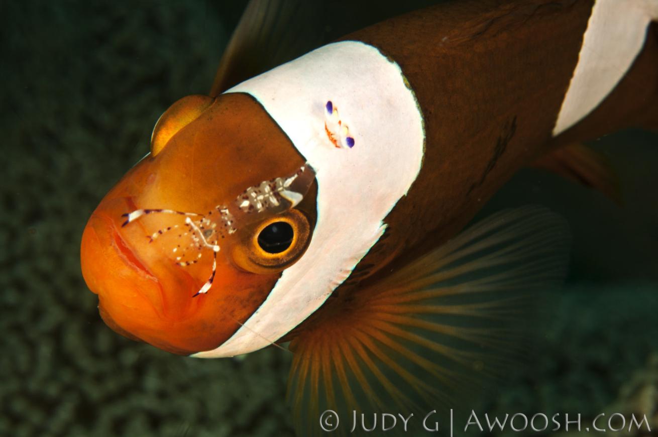 Saddleback Fish Underwater Photo With Cleaner Shrimp
