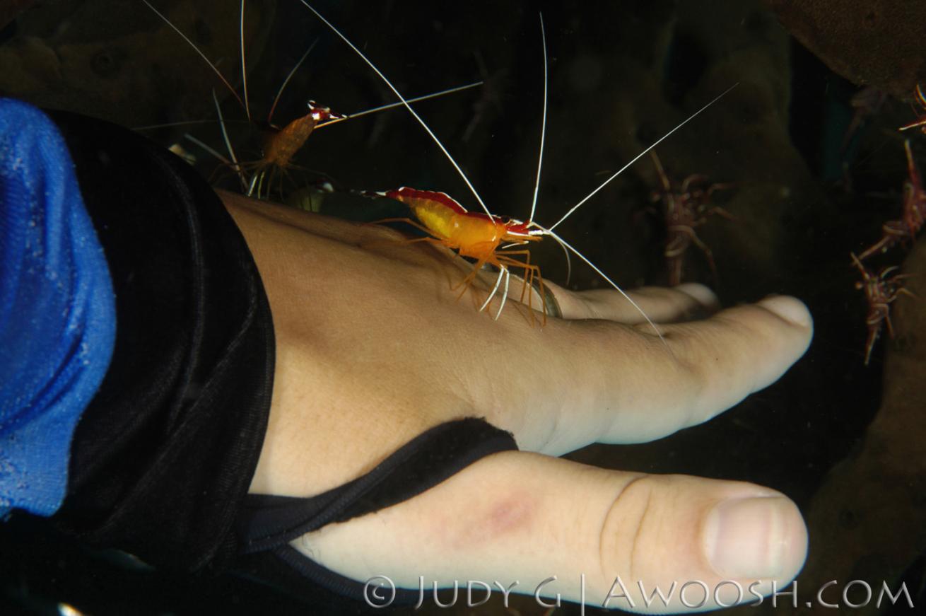 Diver Manicure Underwater Photo Cleaner Shrimp