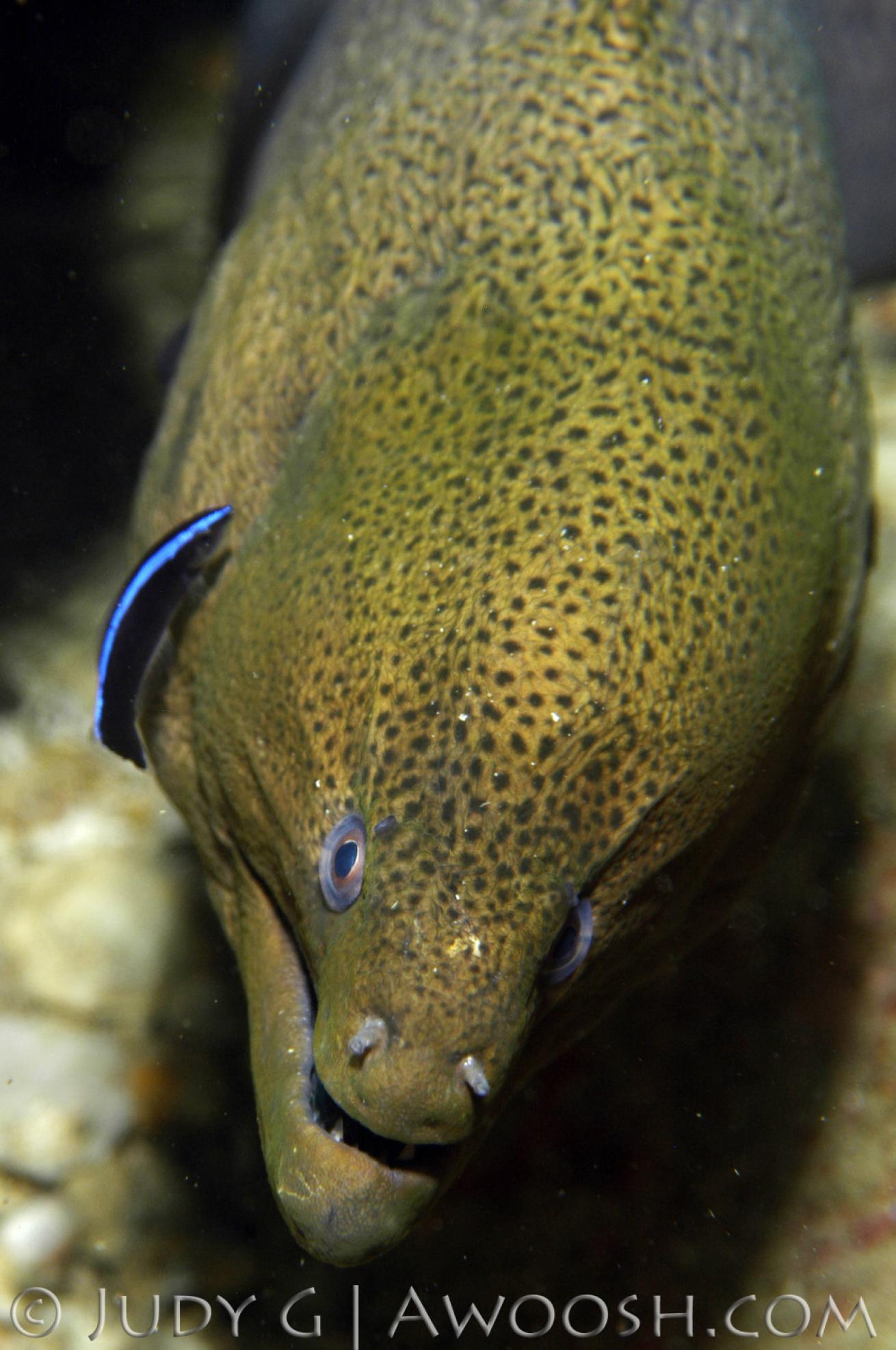 Eel Underwater Photo Cleaner Fish