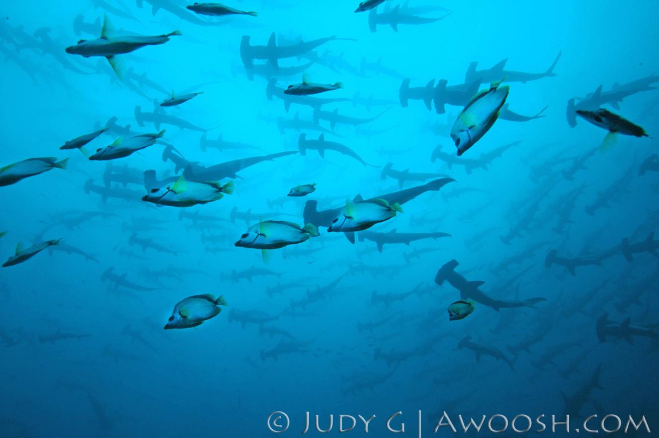 Hammerhead Sharks Underwater Photo Costa Rica With Cleaning Fish