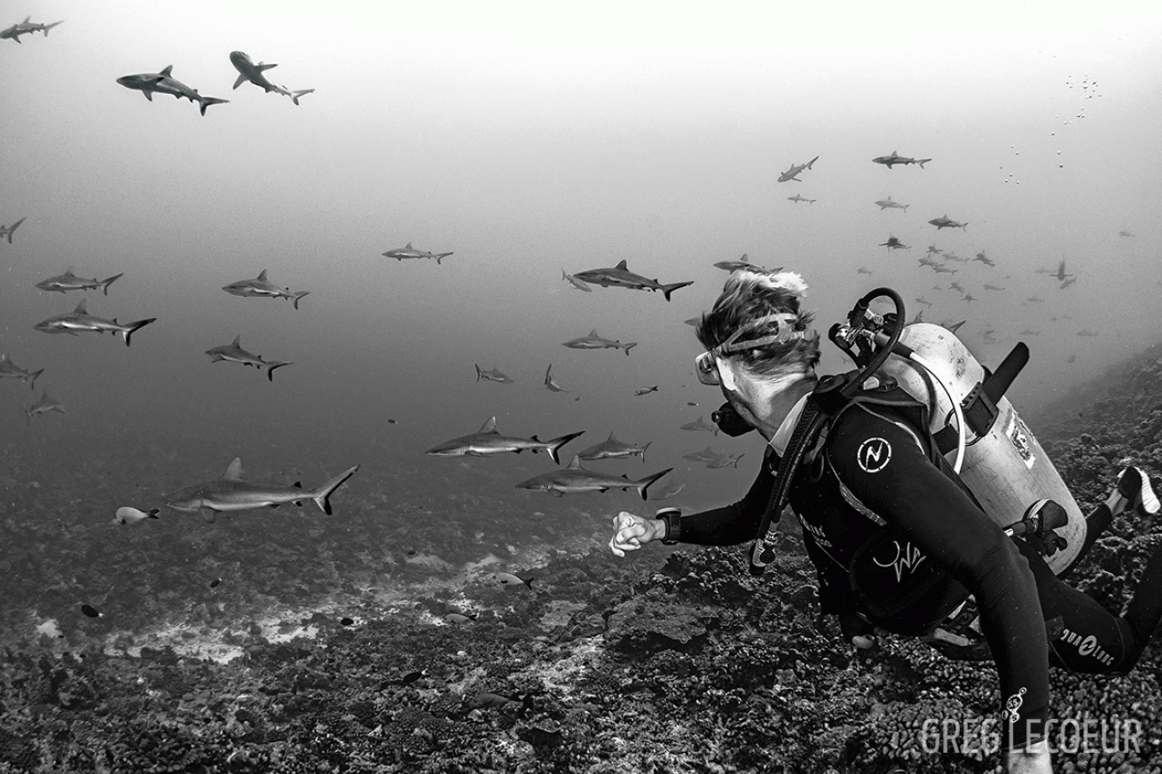 diver encountering sharks underwater photo Tahiti