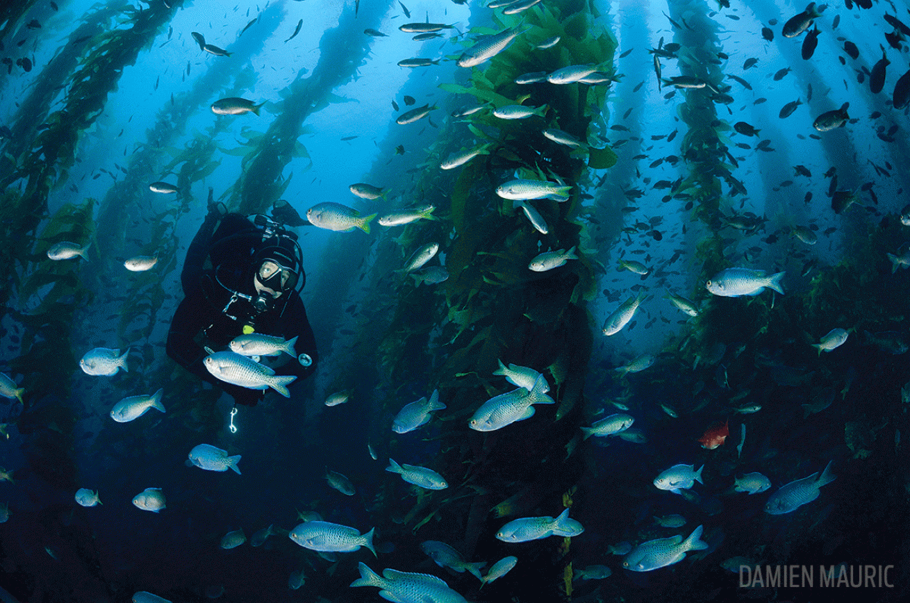 scuba diver underwater photo kelp forest San Clemente