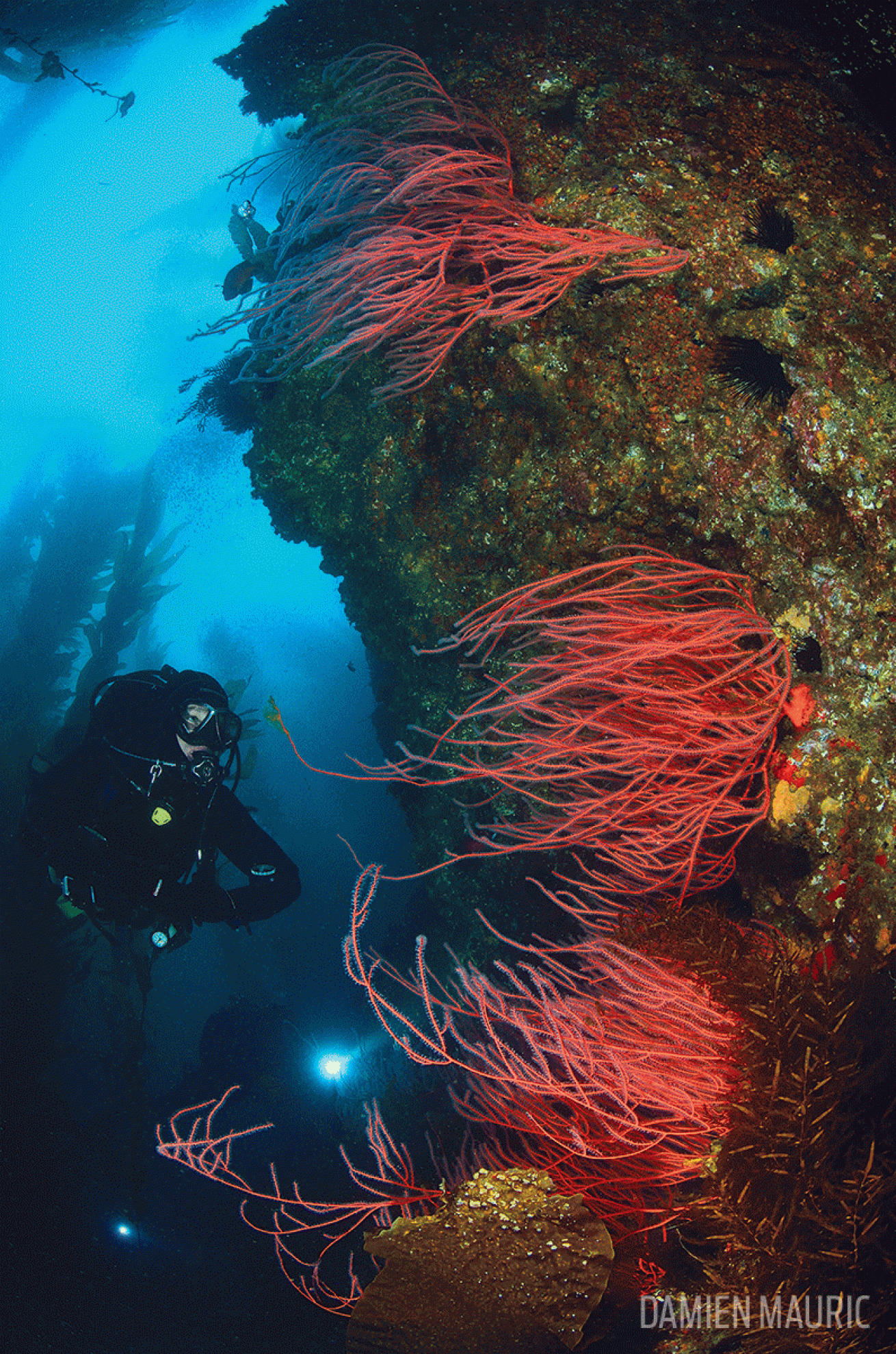 Scuba diver gorgonians Red Sea underwater photo