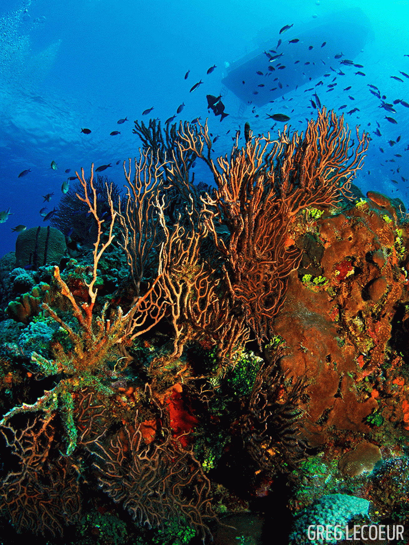 coral reef underwater photo Grand Cayman