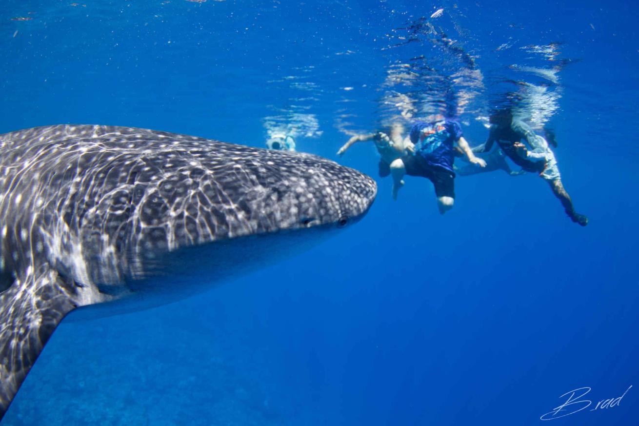 kids sea camp scuba diving whale shark underwater photo